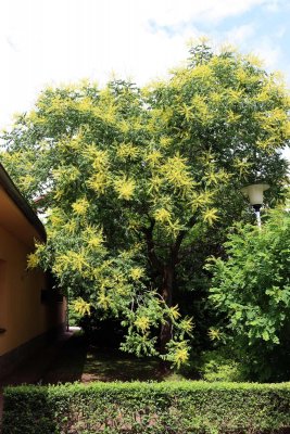 Koelreuteria paniculata - svitel latnatý - celek v květu